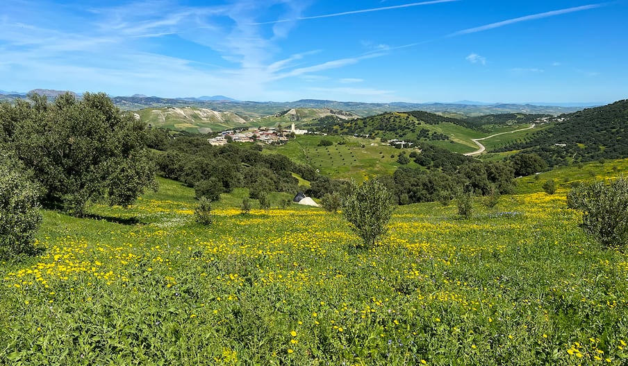 أمطار أبريل تدعم الزراعات الربيعية وتعزز مؤشرات موسم فلاحي واعد بجهة فاس-مكناس