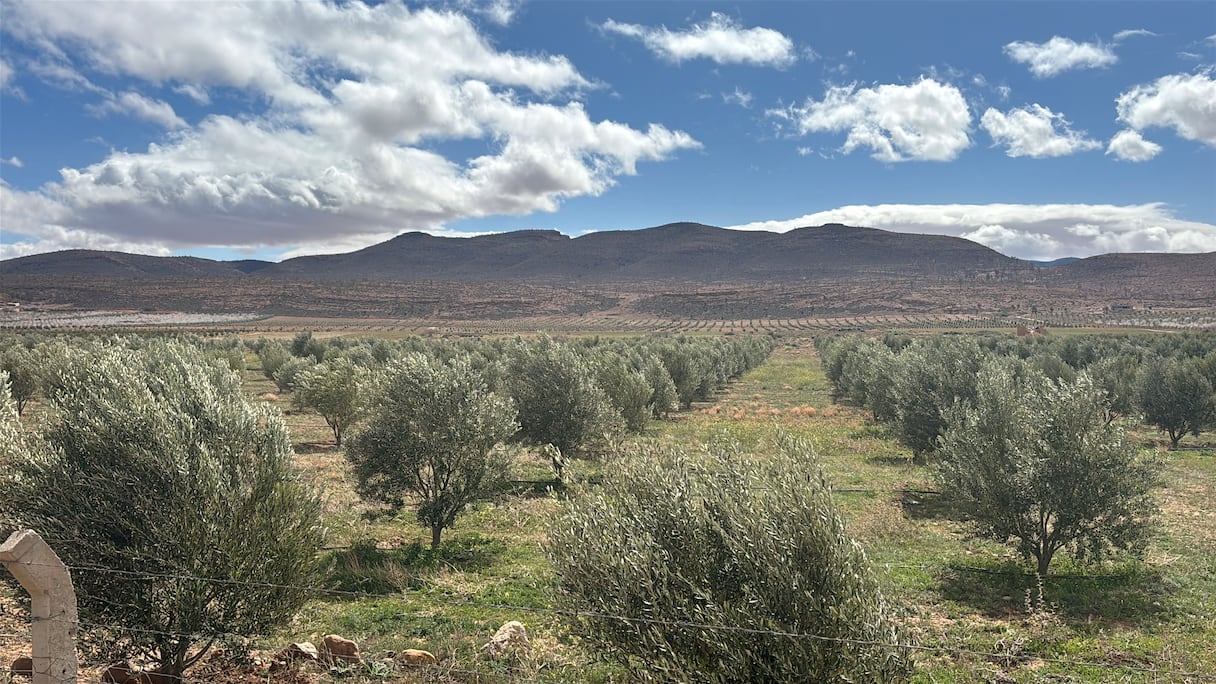 الزيتون رافعة للتنمية بإقليم جرادة.. غرس أزيد من 1100 هكتار لفائدة صغار الفلاحين