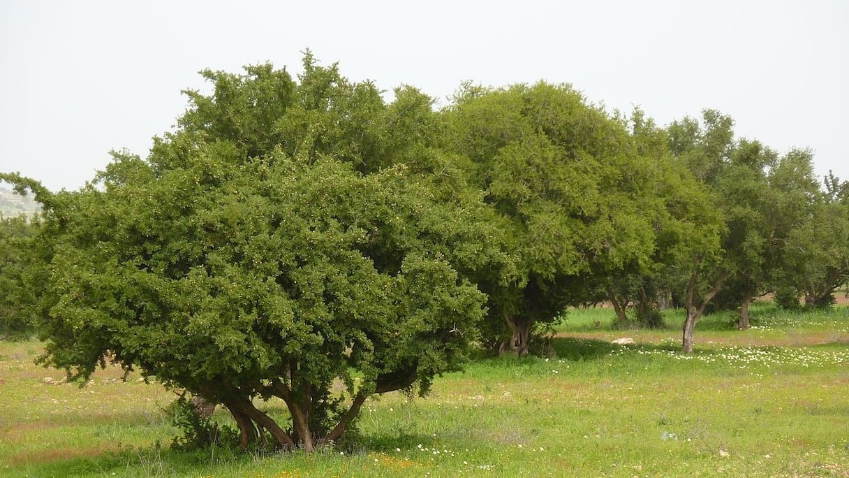 Arganiers (près d'Essaouira). Véritable richesse de la flore en pays Haha, cet arbre endémique au Maroc est pourvoyeur de multiples bienfaits écologiques. L'huile d'argan, extraite de ses amandons, à usage cosmétique ou alimentaire, est riche en vitamines E, A et en anti-oxydants.