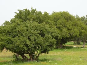 Arganiers (près d'Essaouira). Véritable richesse de la flore en pays Haha, cet arbre endémique au Maroc est pourvoyeur de multiples bienfaits écologiques. L'huile d'argan, extraite de ses amandons, à usage cosmétique ou alimentaire, est riche en vitamines E, A et en anti-oxydants.