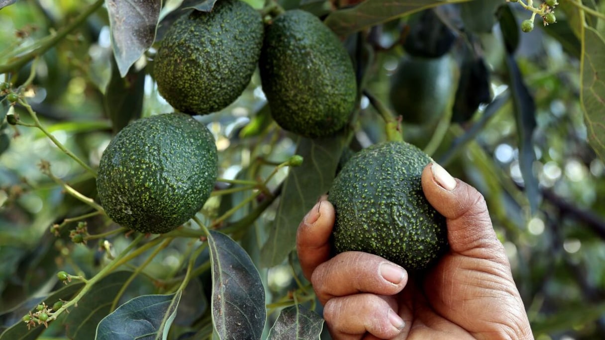 Fruit de l'avocat.