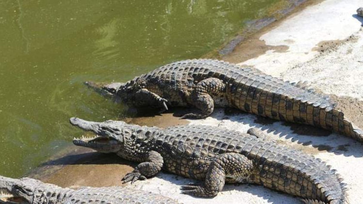 Le "Croco-parc" va permettre de relancer le secteur de l'animation à Agadir.