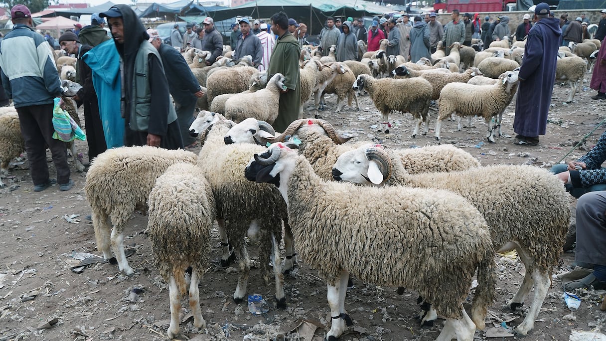 أسعار الأغنام، بسوق اثنين اشتوكة