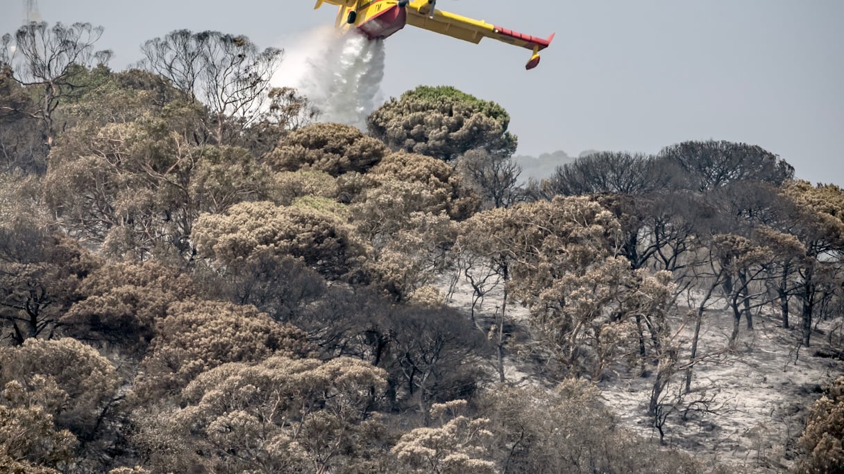Un bombardier Canadair à l'oeuvre pour éteindre un feu de forêt dans la région de Tanger, le 12 août 2023.