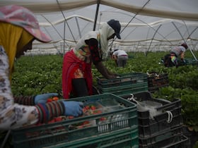 Des travailleuses agricoles saisonnières à Huelva, au sud de l'Espagne.