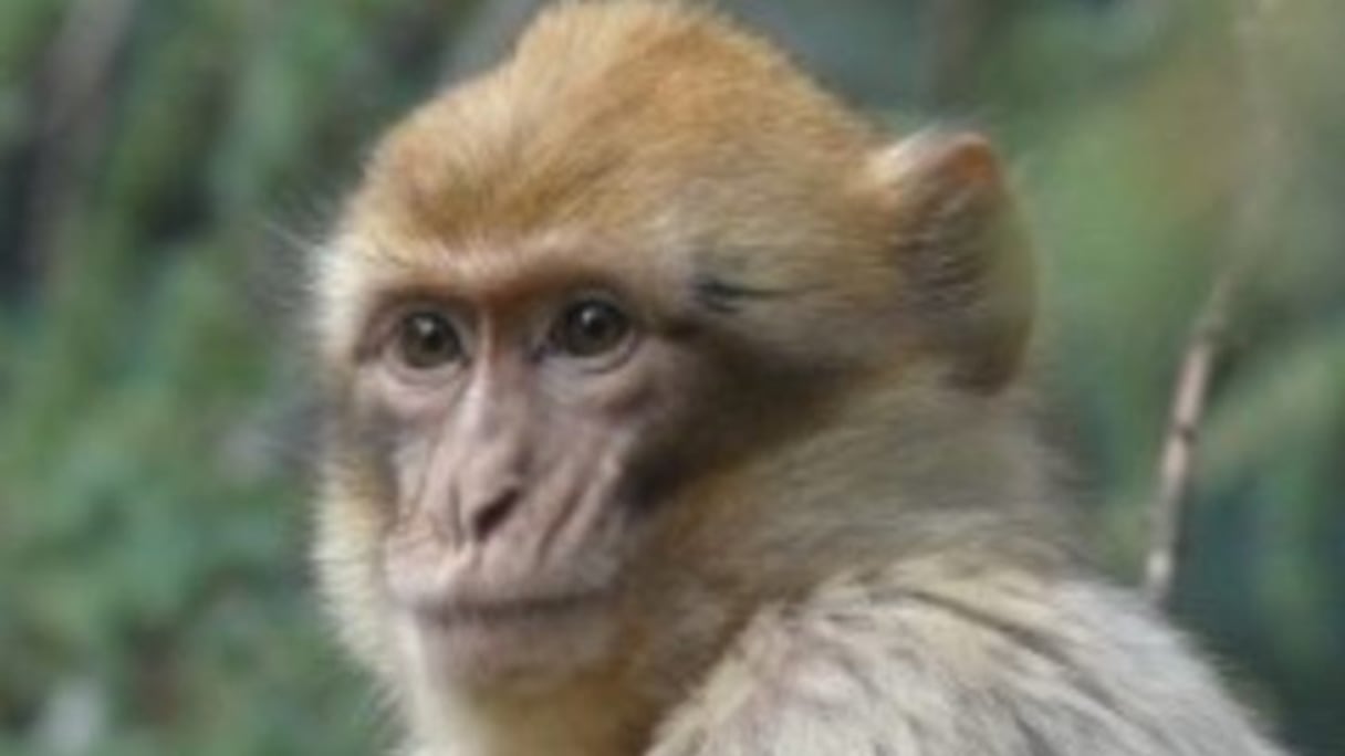 Espèce menacée de disparition, le singe magot (Macaca sylvanus), unique macaque en Afrique, vit dans les forêts du Maroc et d'Algérie.