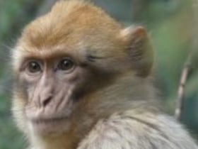 Espèce menacée de disparition, le singe magot (Macaca sylvanus), unique macaque en Afrique, vit dans les forêts du Maroc et d'Algérie.
