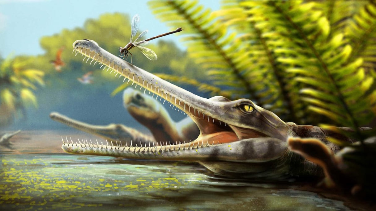 "Ctenosuchus tenuidens", la nouvelle espèce de reptiles découverte dans l'Atlas.