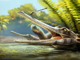 "Ctenosuchus tenuidens", la nouvelle espèce de reptiles découverte dans l'Atlas.