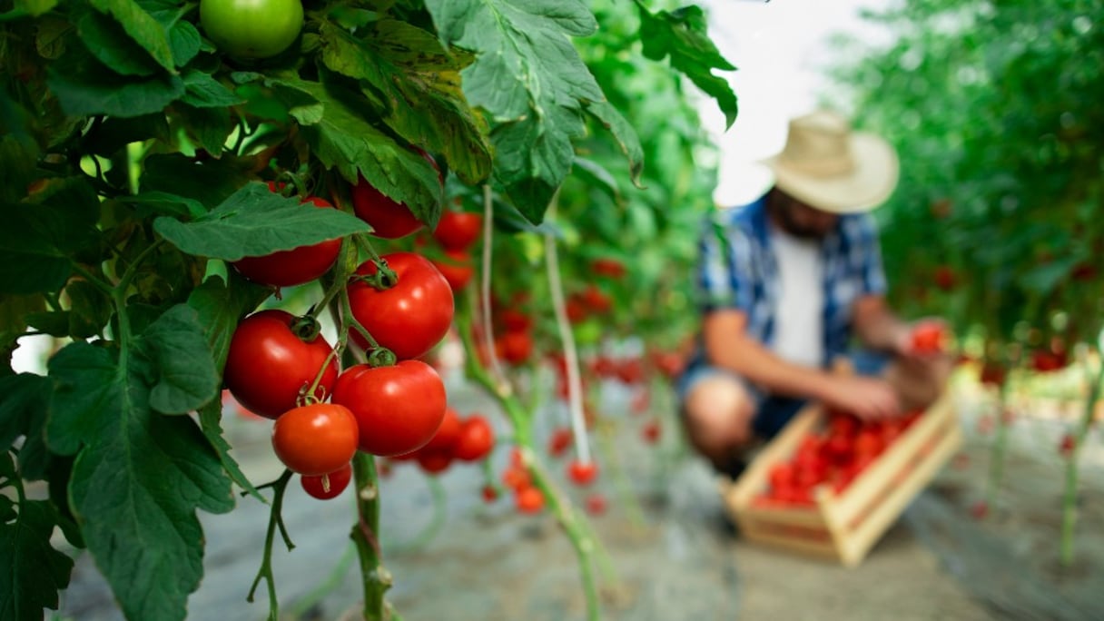 La tomate, produit phare du secteur maraîcher au Maroc. (Photo d'illustration)
