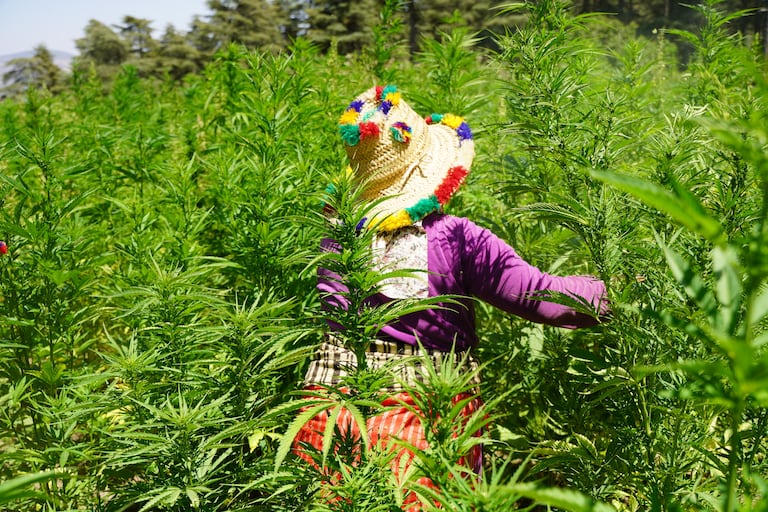 Au cœur de la culture de la Beldia, dans les montagnes du Rif. (A.Et-Tahiry/Le360).